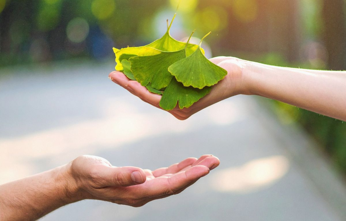 milorzab-japonski-ginkgo-biloba-wlasciwosci-zastosowanie.jpg